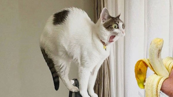 Приколы про животных до слёз