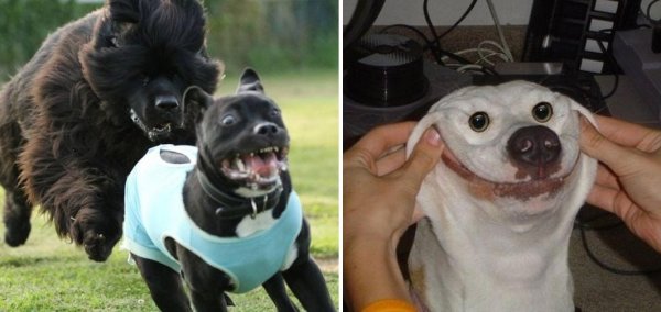 Очень смешные собаки до слез