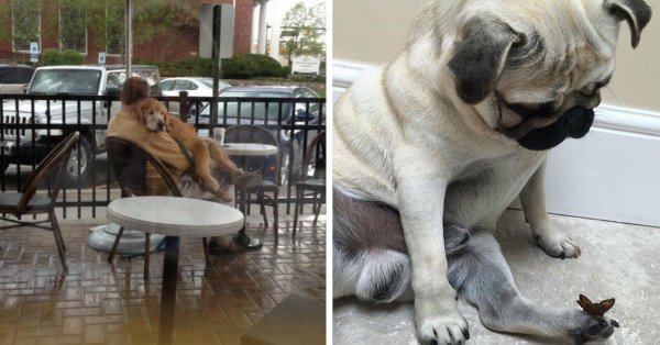 Приколы животных смех до слез