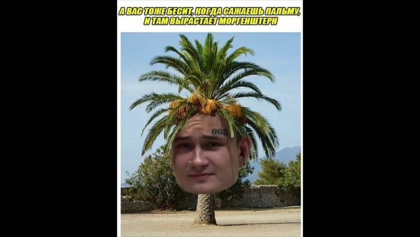 Моргенштерн Алишер ананас