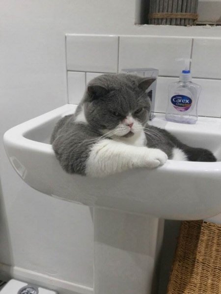 Коты до слез