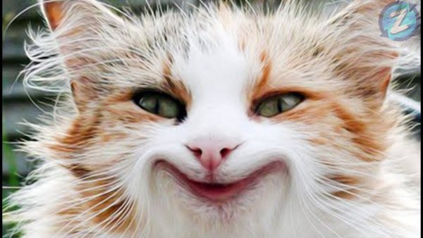 Котики ржака
