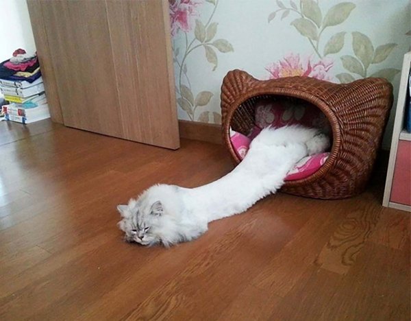 Смешные котики с надписями до слёз