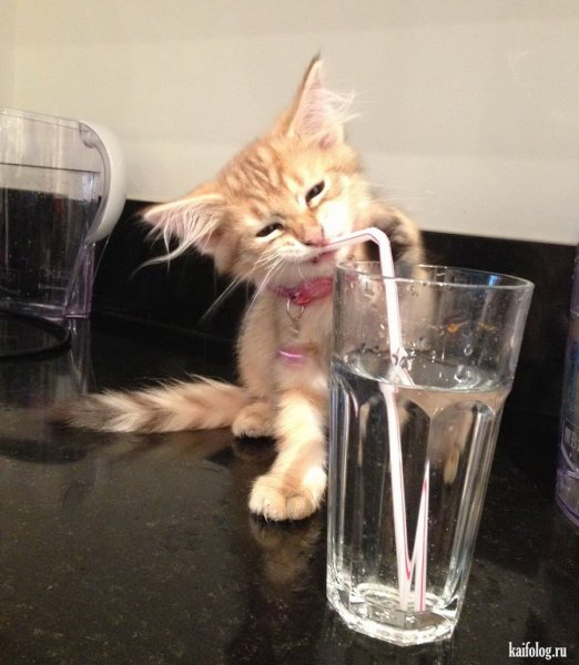 Котята смешные до слёз