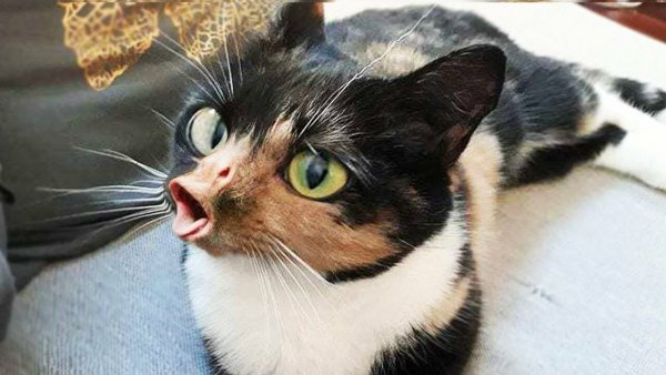 Смешные коты до слёз