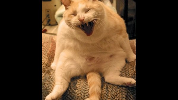 Коты до слез
