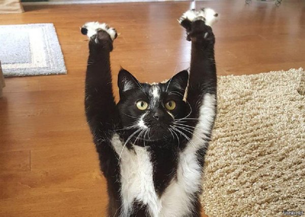 Котик с поднятыми лапками