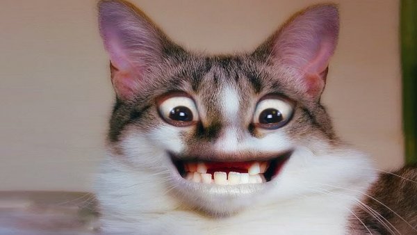 Коты ржака