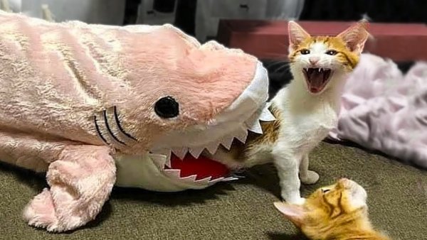 Котики ржака