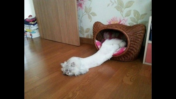 Смешные коты и кошки до слёз