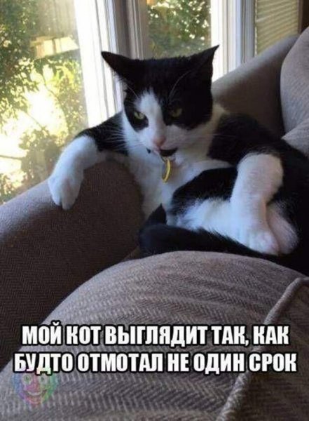 Мой кот