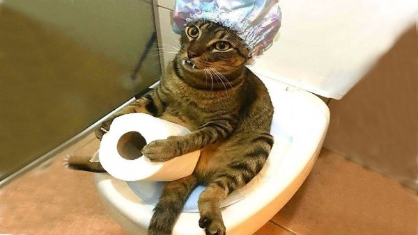 Животные смех до слез