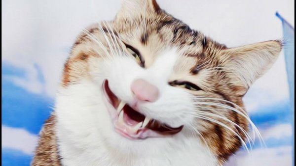 Смешные коты до слёз
