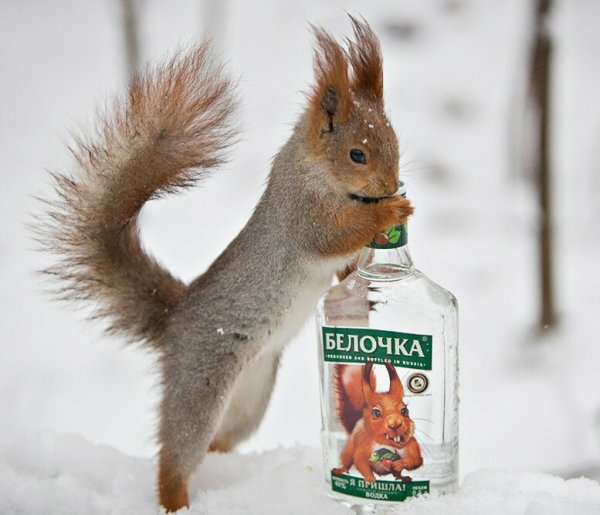 Белочка с бутылкой