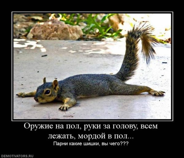 Веселая белка