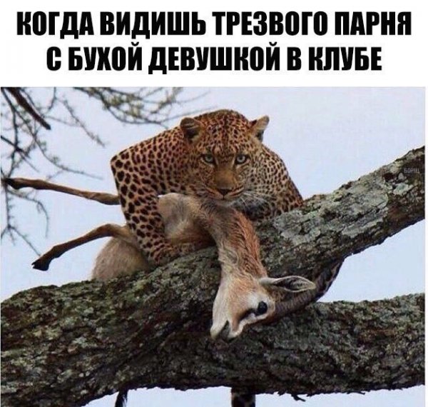 Приколы для поднятия настроения