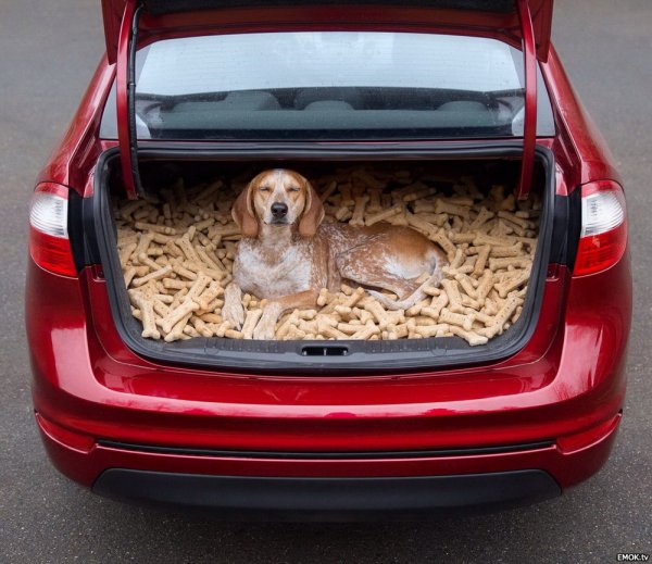 Смешные картинки с надписями