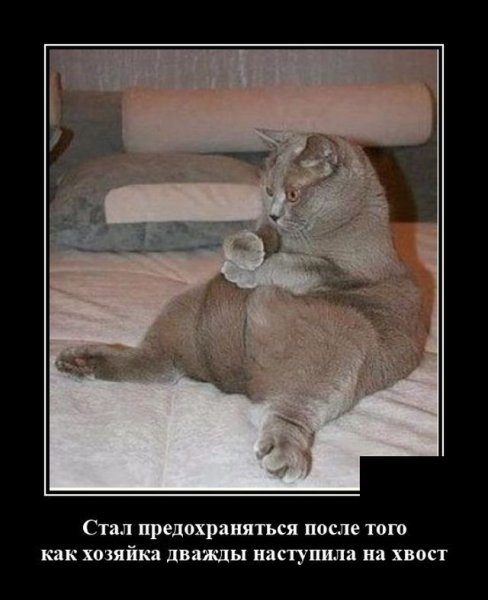 Приколы для поднятия настроения