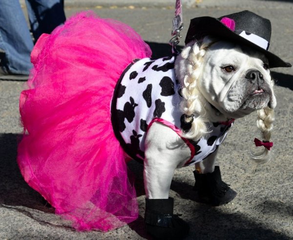 Смешные фирмы одежды