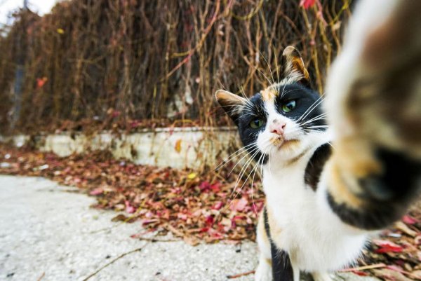 Смешные домашние животные