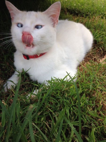 Смешные белые коты