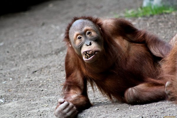 Ржачные картинки про орангутанга (42 фото)