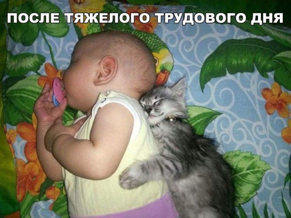 Дети и кошки приколы