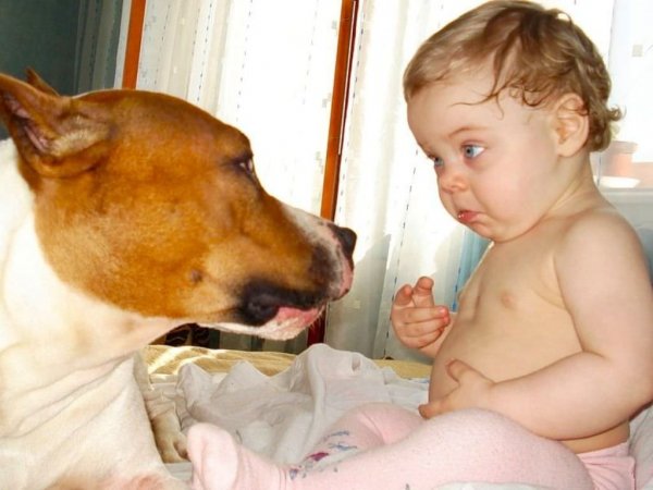 Приколы про детей и животных