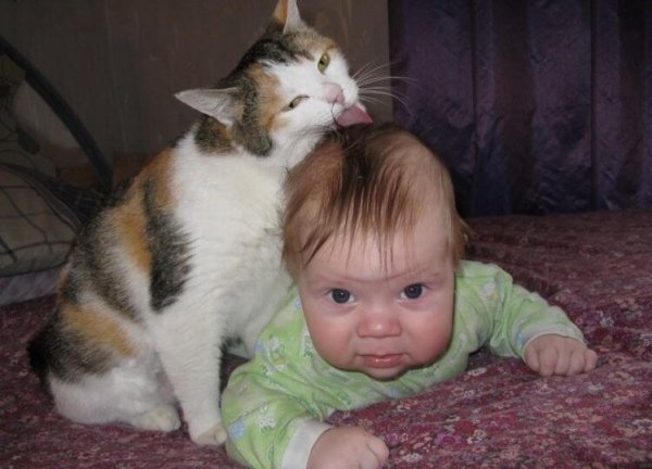 Юмор с животными и детьми