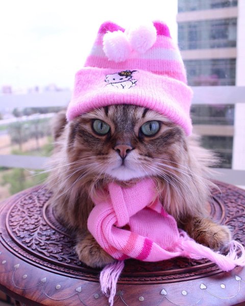 Шапочка котика