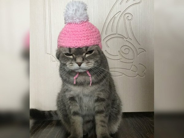 Шотландской шапочки для котика