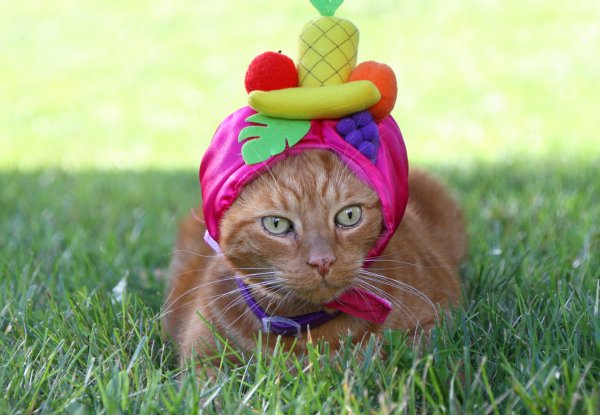 Смешной котик в шапке