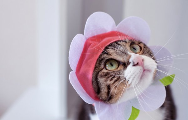 Кот в шапке
