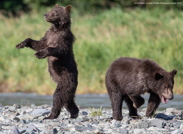 Comedy Wildlife Photography 2020