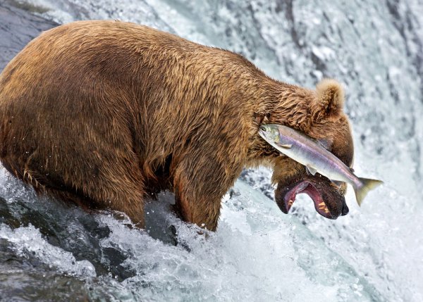 Финалисты конкурса comedy Wildlife Photography Awards: