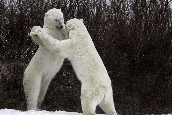 Смешные снимки животных белый медведь