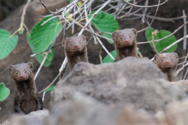 Премия comedy Wildlife Photography