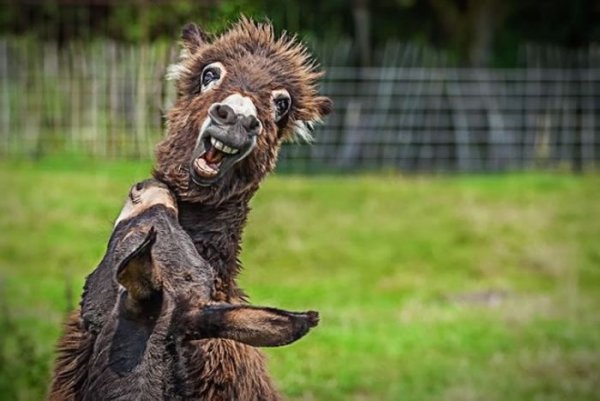 Смешные Дикие животные до слёз