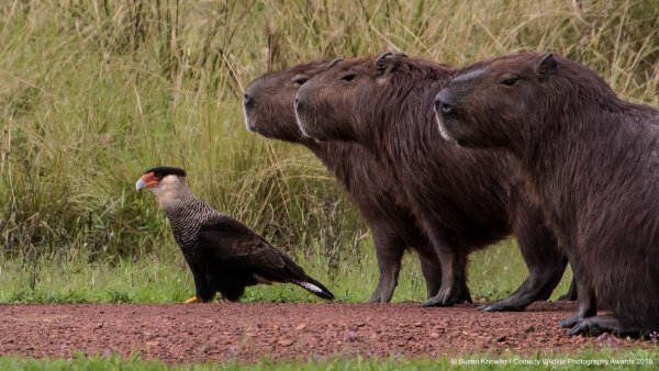 Финалисты конкурса comedy Wildlife Photography Awards:
