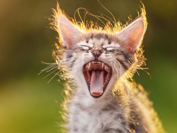 Ржачные картинки про ржачных котиков (50 фото)