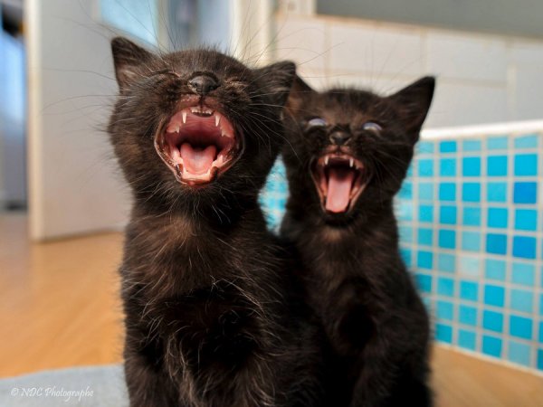 Котенок орет