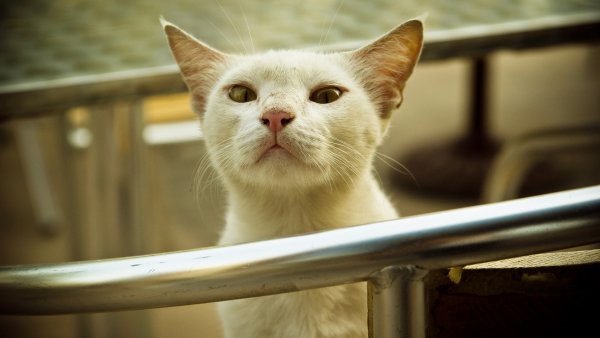 Смешные котики фото