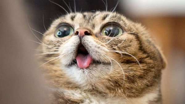 Прикольные коты