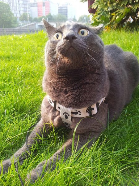 Ржачные коты