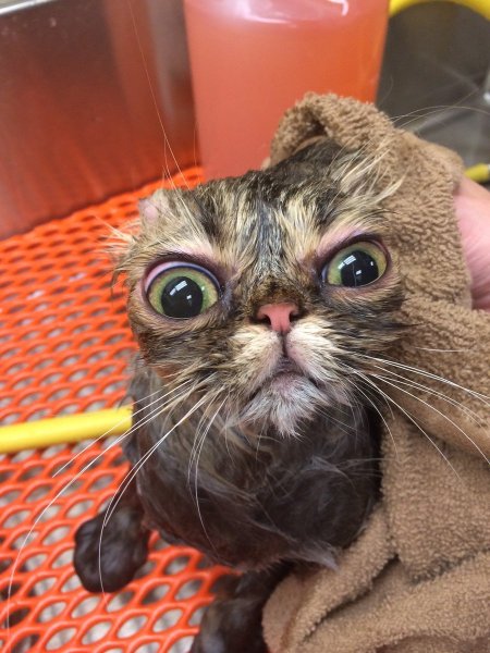 Ржачные коты