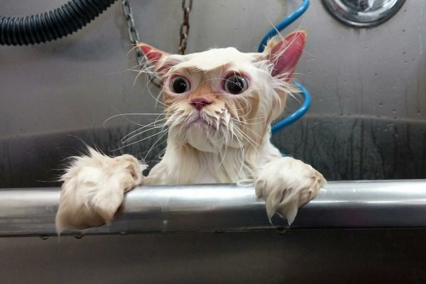 Смешные мокрые коты