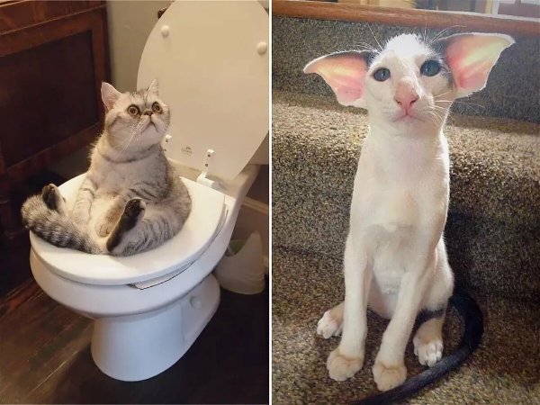 Смешные коты до слез