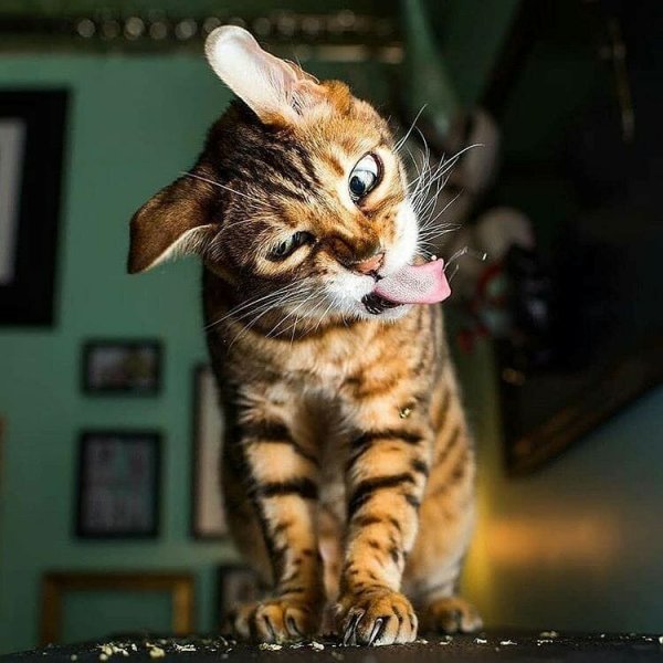 Самые забавные кошки