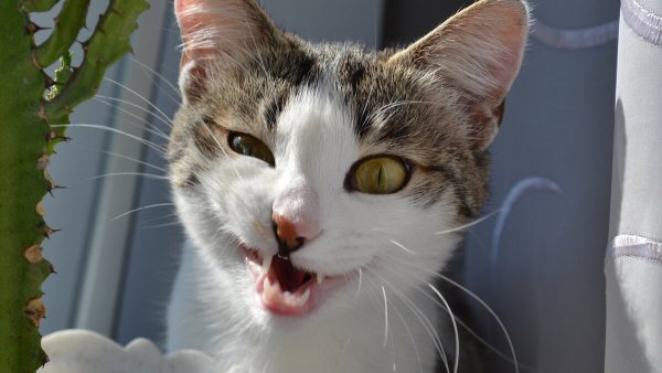 Очень смешной кот