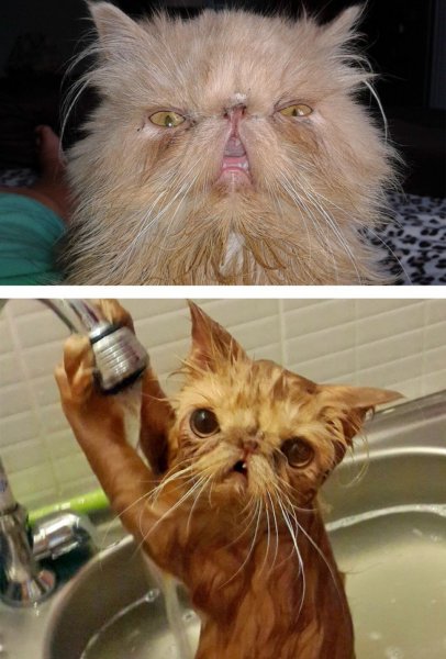 Очень ржачный кот